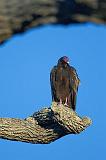 Roosting Vulture_38816
